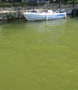 Liolios Nikolaos, Sindaco di Locron, Presidente del Consiglio di Amministrazione della Rete Costiera-PARACTION 12:10 Problemi ambientali del Golfo di Maliakos e della foce del fiume