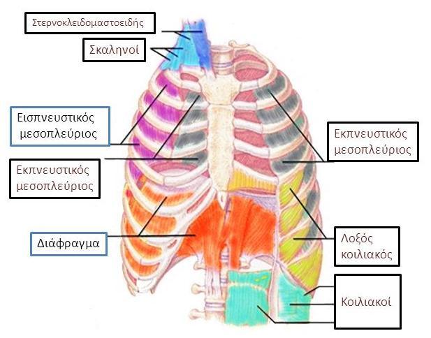 και αποστέλλεται προς τα κύτταρα του οργανισμού (Προβελέγγιος, 2015). Οι πνεύμονες είναι τοποθετημένοι εντός της θωρακικής κοιλότητας, η οποία ορίζεται από τον θώρακα και την σπονδυλική στήλη.