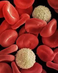 5ο Επεισόδιο Η Άμυνα Όταν χτυπάμε τα αιμοσφαίρια σχηματίζουν ένα τοίχος & με τη βοήθεια των αιμοπεταλίων η τρύπα εξαφανίζεται & η κυκλοφορία του αίματος συνεχίζεται κανονικά.