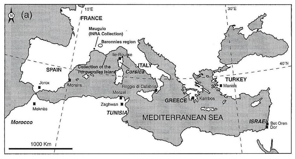 Εικόνα 3. Εξάπλωση της άγριας ελιάς Olea europaea subsp. Οleaster ή Olea europaea subsp. sylvestris.