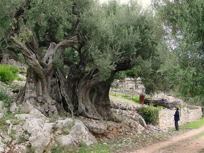 ελιά, (Olea Europaea var. europaea), η οποία είναι δέντρο ύψους ως 10 μέτρα και η αγριελιά (Olea Europaea var.