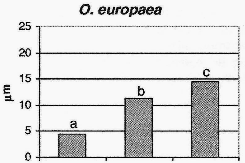 αποτελέσματα συγκρίθηκαν με τις αντίστοιχες εγκάρσιες τομές, όπου δεν προέκυψαν στατιστικά σημαντικές διαφορές (De Micco 2006). Ίνες Παρέγχυμα Αγγεία Σχήμα 3.