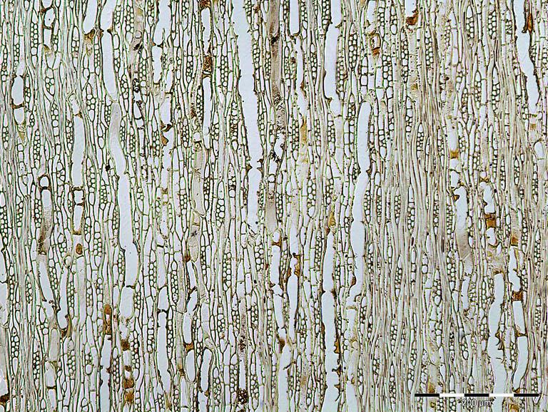 Α 3 4 1 2 Β Γ Εικόνα 13. Α. Εφαπτομενική τομή ξύλου ελιάς (Olea europaea L.) (Richter and Dallwitz 2000), Β. Μικροσκοπική τομή ξύλου της ελιάς (Olea europaea L.