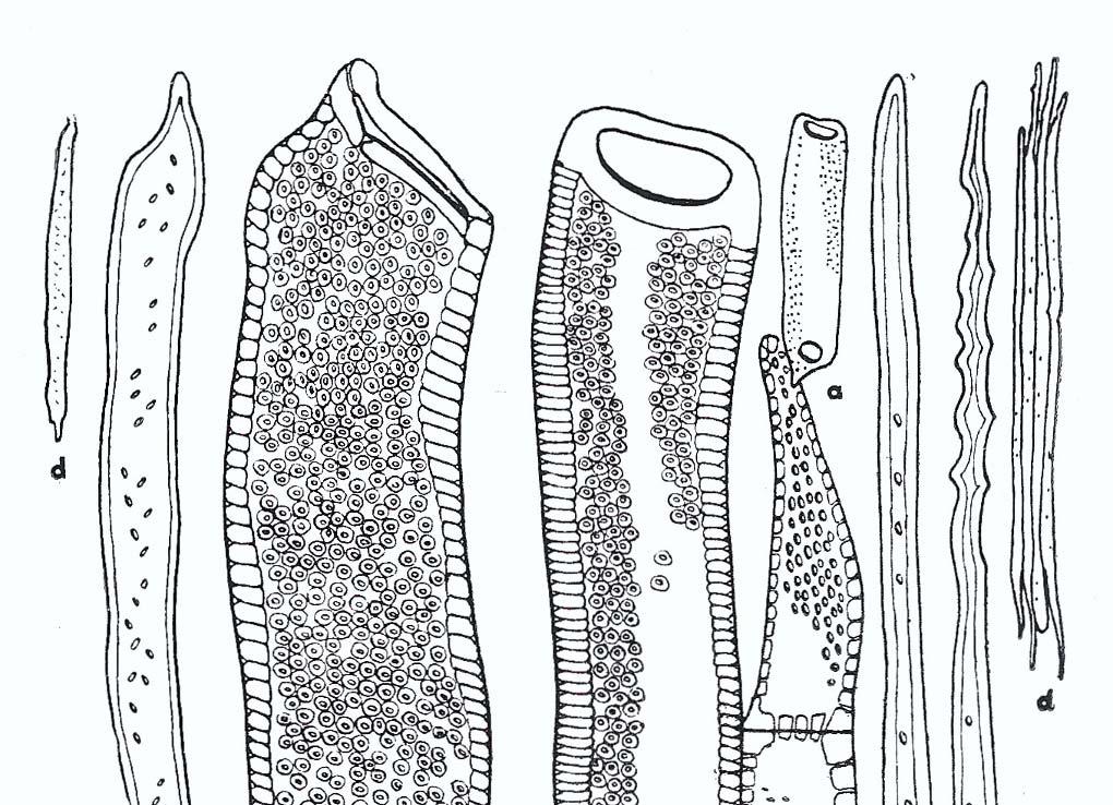 Εικόνα 14. Λεπτομέρειες των κυττάρων του ξύλου της ελιάς (α. μέλη αγγείων, d. ίνες, f. αξονικό παρέγχυμα και g.