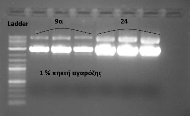 Στήλη 1 η : Ladder Biolabs 10 kb.
