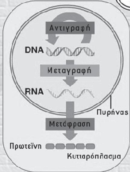 ΜΟΙΑΚΗ ΓΕΝΕΤΙΚΗ Α.