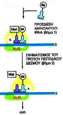 Γ. ΛΗΞΗ Η επιμικυνςθ τθσ πολυπεπτιδικισ αλυςίδασ ςταματά όταν το