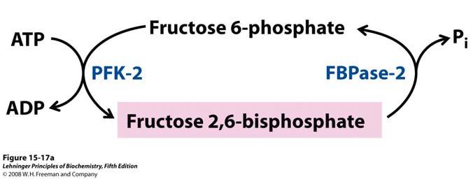 Regulacija razine alosteričkog regulatora fruktoza 2,6- bisfosfata Koncentracija regulatora fruktoza 2,6-bisfosfata u stanici određena je brzinom njegove