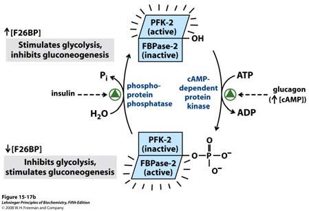 Regulacija razine alosteričkog regulatora fruktoza 2,6- bisfosfata Obje enzimske aktivnosti nalaze se na istom polipeptidu, a recipročno su regulirane glukagonom i inzulinom, odnosno fosforilacijom i