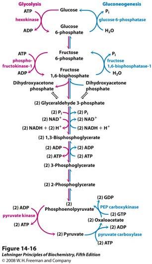 Promjene slobodne energije glikolitičkih reakcija u eritrocitu Suprotni tokovi glikolize i glukoneogeneze U glukoneogenezi, tri ireverzibilne glikolitičke reakcije zaobilaze se posebnim enzimskim