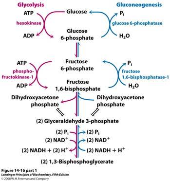 Pretvorba fruktoza 1,6-bisfosfata u fruktoza 6-fosfat Reakcija koju katalizira fosfofruktokinaza (PFK-1) je druga reakcija glikolize koja ne može sudjelovati u glukoneogenezi.