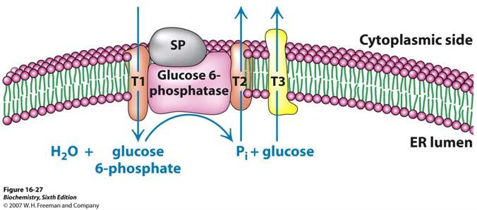 Pretvorba glukoza 6-fosfata u glukozu Treća reakcija glukoneogeneze koja zaobilazi glikolitičku reakciju je defosforilacija glukoza 6-fosfata kako bi nastala glukoza.