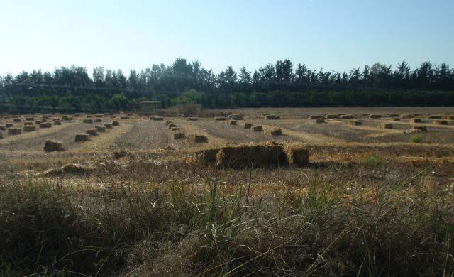 Από τα πρώτα 5-6 χρόνια της Κυπριακής Δημοκρατίας η παραγωγή χοιρινού κρέατος, πουλερικών και αυγών έφτασε τα επίπεδα πλήρους ικανοποίησης των αναγκών της κατανάλωσης στην εγχώρια αγορά.