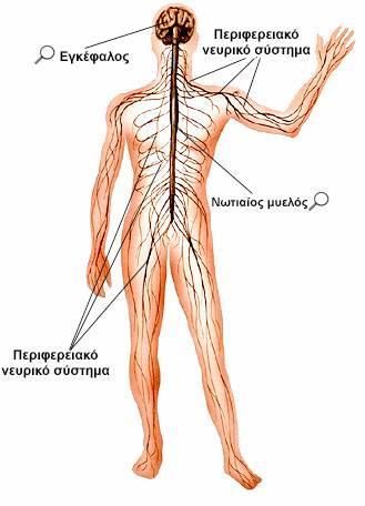 ΚΕΦΑΛΑΙΟ 1 ΝΕΥΡΙΚΟ ΣΥΣΤΗΜΑ ΚΑΙ ΝΕΥΡΩΝΕΣ 1.1. Από τι αποτελείται το νευρικό σύστημα Το νευρικό σύστημα αποτελείται από τον εγκέφαλο, το νωτιαίο μυελό και τα περιφερικά νεύρα.