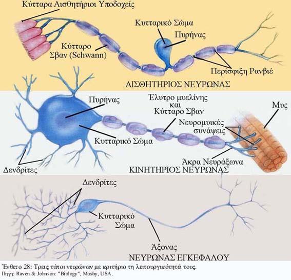 ενσωματώνουν τις πληροφορίες που παρέχουν οι αισθητήριοι νευρώνες και τις μεταδίδουν στους κινητικούς νευρώνες. 3.