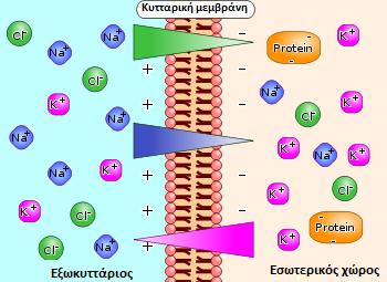 (α) (β) Εικόνα 6: Σχηματική αναπαράσταση (α) της διαφοράς των συγκεντρώσεων των ιόντων στις αντίθετες πλευρές μιας κυτταρικής μεμβράνης και (β) των διαύλων καλίου-νατρίου και της αντλίας Na+/K+