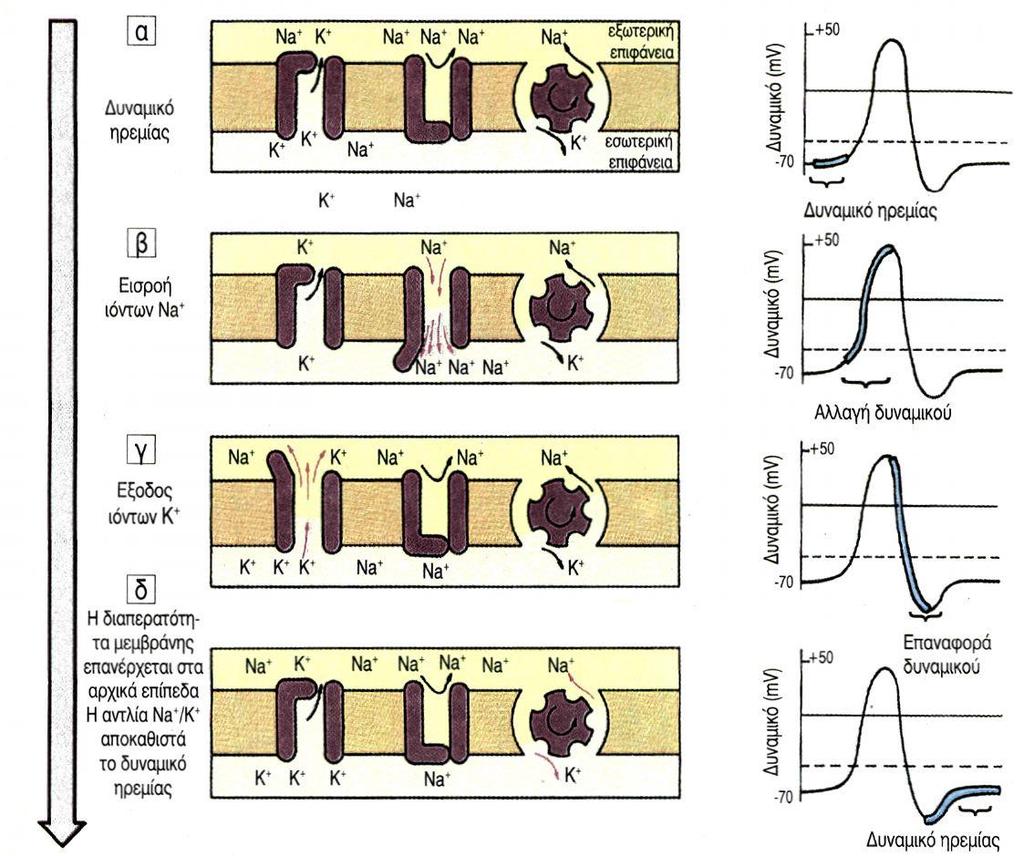 Εικόνα 7: Δημιουργία δυναμικού ενέργειας στη μεμβράνη του νευροάξονα Οι σύντομες μεταβολές στο δυναμικό της μεμβράνης (δυναμικό ενεργείας) αποτελούν το ερέθισμα για αντίστοιχες αλλαγές σε γειτονικές
