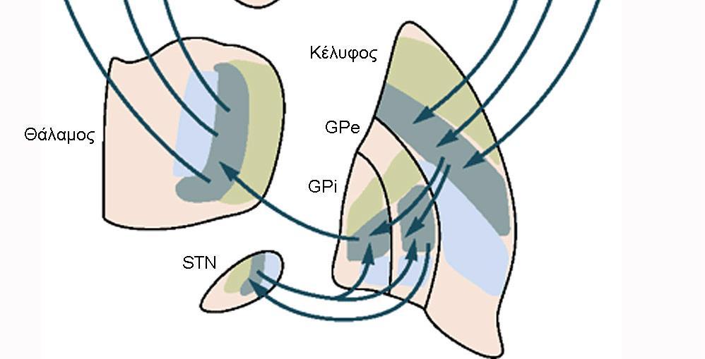 2.2.3. Υποθαλαμικός Πυρήνας Ο υποθαλαμικός πυρήνας (subthalamic nucleus STN), είναι ένας μικρός πυρήνας, αμφίκυρτης δομής, με πυκνά διατεταγμένους νευρώνες.