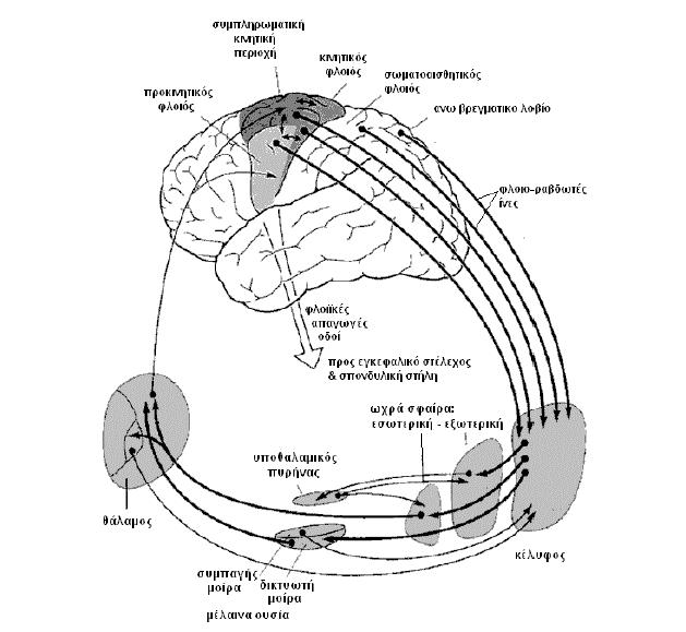 Εικόνα 13: Διασύνδεση των βασικών γαγγλίων στο κινητικό κύκλωμα (Παπαστάθης Ι.Α. (2012) Προσομοίωση Δικτύου Βιολογικών Νευρώνων με χρήση Μοντέλων Izhikevich οδηγούμενων από Δυναμικά Τοπικού Πεδίου.
