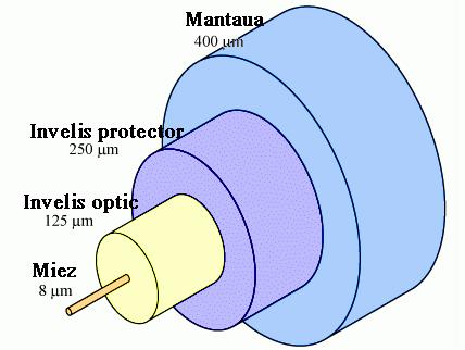 Fibra optica [10] Fibra optica are ca element de baza miezul inconjurat de un strat de substanta.