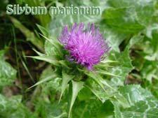HEPATOPROTEKTIVI Naziv Latinski naziv Deo biljke Aktivni konstituenti Doza/dan Phyllanthus amarus herba Tanini, flavonoidi, lignani Slatki koren Glycirrhiza glabra koren Triterpenski saponini, 5-15g