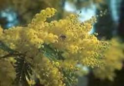 Πολύκομβος Polygonum spp, (νέκταρ). Σκοτεινόχρωμο μέλι με χαρακτηριστική μυρωδιά. Η γεύση του δεν αρέσει ιδιαίτερα και γι' αυτό δεν συναντάται ως αμιγές μέλι στην ελληνική αγορά.