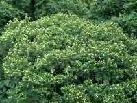 Καστανιά - Castanea sativa. Το μέλι που συλλέγεται από την καστανιά είναι εξαιρετικής ποιότητας, σκοτεινόχρωμο, έντονα αρωματικό και αρκετά ανθεκτικό στη θέρμανση (Θρασυβούλου και Μανίκης,1997).