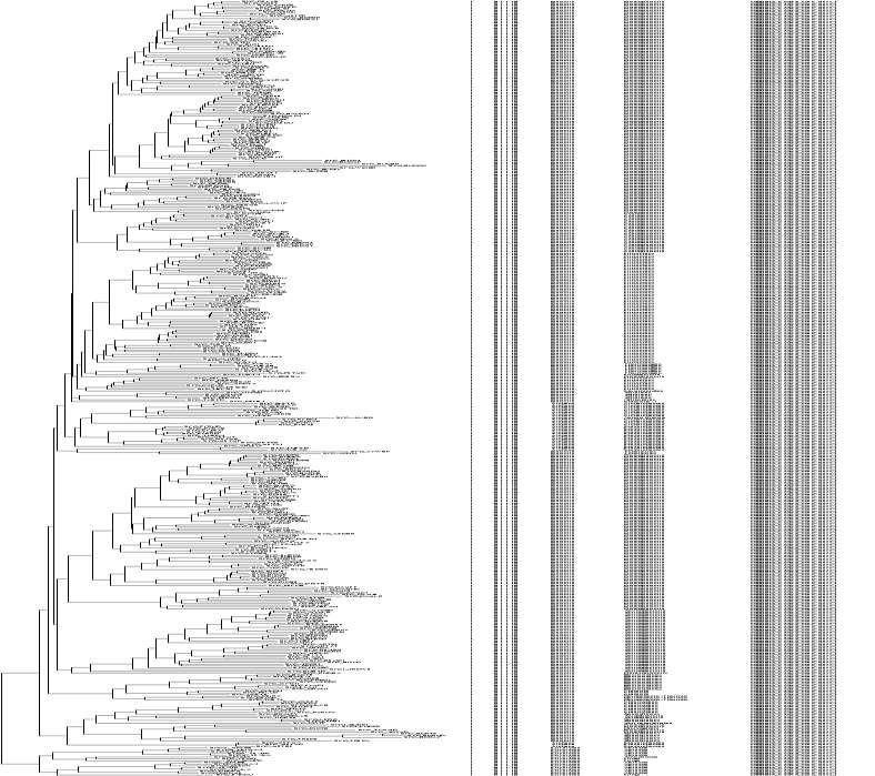 3.4 Ανάλυση των δέντρων Μετά την βελτιστοποίηση που έγινε στις πολλαπλές στοιχίσεις, τα αρχεία χρησιμοποιήθηκαν για την δημιουργία των φυλογενετικών δέντρων όπως περιγράφεται στο [2.5.7.1].