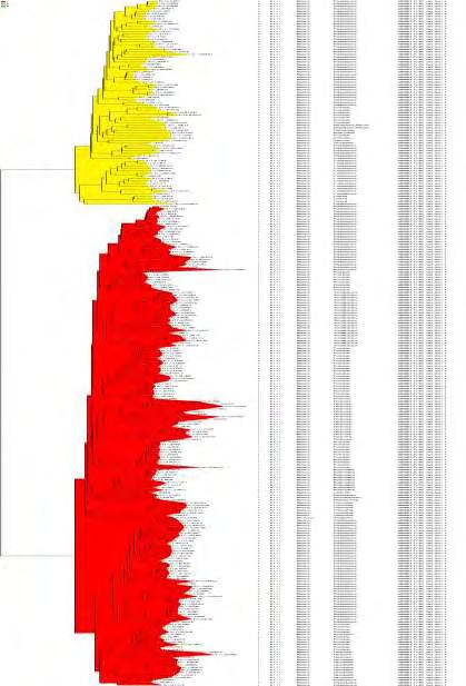 LysRS LysRS_cII 1 CysRS CysRS_cI 1 HisRS HistRS_cII 1 ThrRS ThrRS_cII 1 TrpRS TrpRS_cI 1 VlaRS ValRS_cI 1 LysRS LysRS_cI 1 Πίνακας 3.