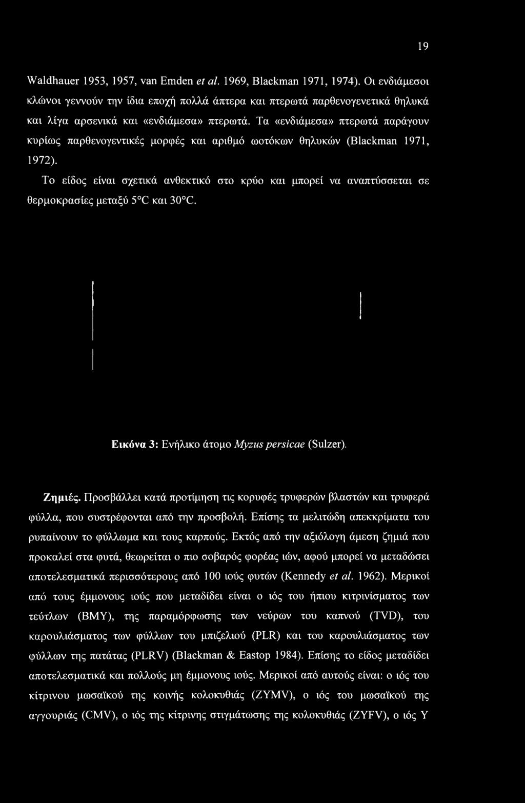 ΕΙροσβάλλει κατά προτίμηση τις κορυφές τρυφερών βλαστών και τρυφερά φύλλα, που συστρέφονται από την προσβολή. Επίσης τα μελιτώδη απεκκρίματα του ρυπαίνουν το φύλλωμα και τους καρπούς.