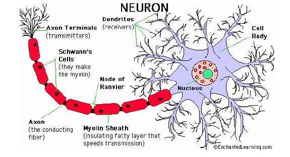 Bazele biologice ale RNA Neuronul natural unitate morfo-funcțională a sistemului nervos ~100