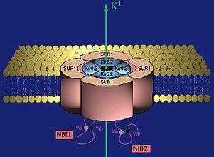 Εξαρτώμενοι από ATP διαύλοι καλίου στα Β-κύτταρα 4 υπομονάδες της