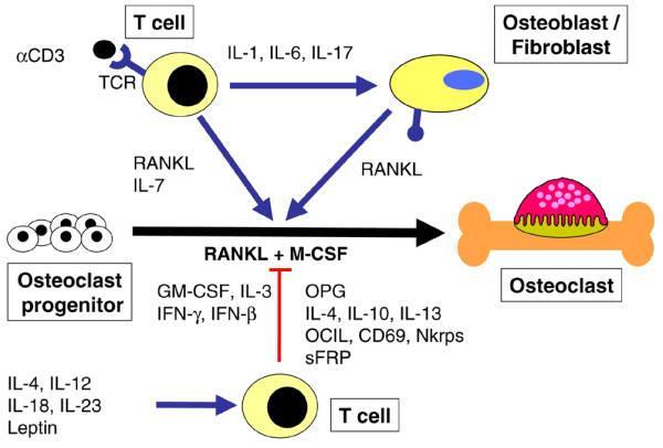 επίδραση του RANKL και αναστέλλουν την διαφοροποίηση των προγονικών μονοκυττάρων σε οστεοκλάστες.