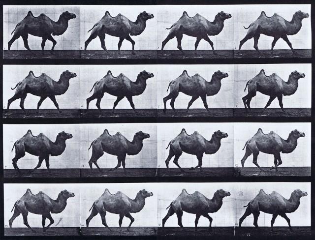 5. Ρομποτικό σύστημα (γ) Βηματισμός καμήλας: Κατά την κίνηση αυτή, η καμήλα βαδίζει μετακινώντας ταυτόχρονα τα δύο αριστερά άκρα, τα οποία βρίσκονται εκτός φάσης με τα δύο δεξιά, βλ. Σχ. 5.4 Σχήμα 5.