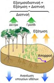 καταλήγει στην ατμόσφαιρα σε μορφή υδρατμών, εφόσον τα στόματα των φύλλων είναι ανοικτά και αφού προηγουμένως ακολουθήσει τη διαδρομή ρίζα-βλαστοίφυτικοί ιστοί-φύλλα (Παπαζαφειρίου, 19