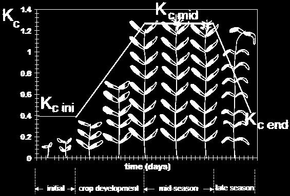 Σύμφωνα με τα χαρακτηριστικά της καλλιέργειας, διαμορφώνεται ο συντελεστής καλλιέργειας (crop coefficient) Κc, ο οποίος είναι μια σταθερά αναλογία που συνδέει την εξατμισοδιαπνοή αναφοράς ΕΤo με την
