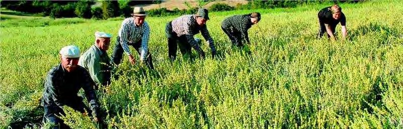 7) Κοινώς λέγεται τσάι του Παρνασσού ή τσάι του Βελουχιού. Είναι πολυετής πόα, ύψους μέχρι 40 εκ. Ο βλαστός είναι λεπτός, χνοώδης, απλός και σπάνια διακλαδισμένος, λίγο ξυλώδης στη βάση.