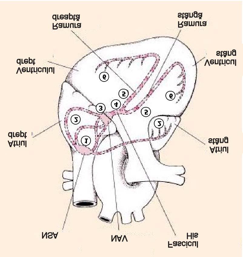 Tipuri de fibre cardiace În funcţie de tipul de răspuns, există două tipuri de fibre cardiace: Fibre cu răspuns rapid: Fibre contractile (atriale şi ventriculare)