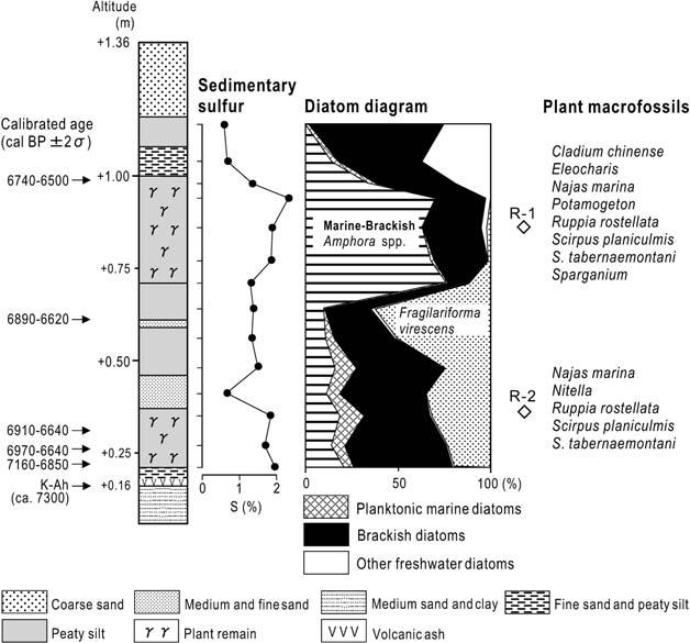 64 /* +, C,** Fig, A diagram of sedimentary facies, C ages, the vertical profile of sulfur content, diatom assemblage, and plant macrofossils for the peat deposits at the Desaki Coast Based on