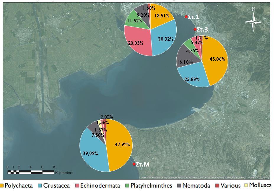 60 Σύνθεση μακροβενθικών κοινοτήτων Συνολικά: 24813
