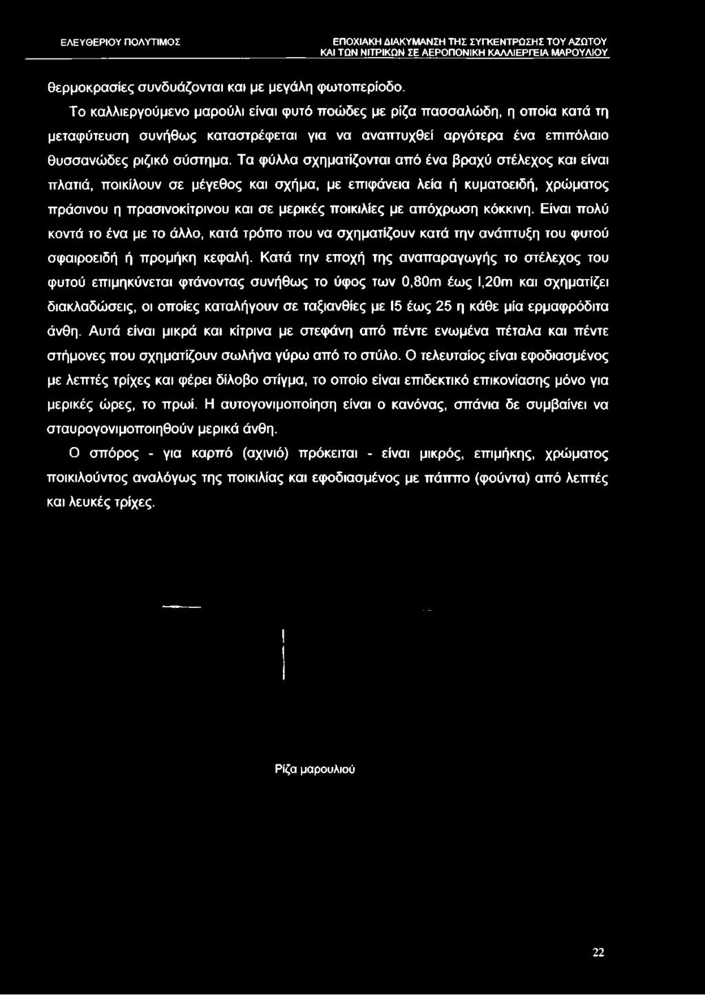 Τα φύλλα σχηματίζονται από ένα βραχύ στέλεχος και είναι πλατιά, ποικίλουν σε μέγεθος και σχήμα, με επιφάνεια λεία ή κυματοειδή, χρώματος πράσινου η πρασινοκίτρινου και σε μερικές ποικιλίες με