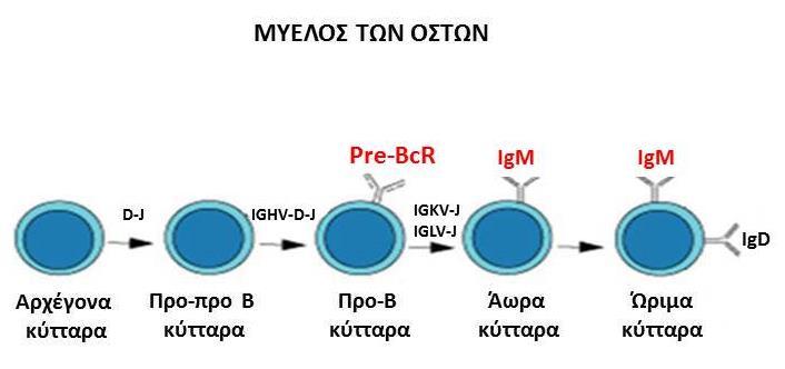 των ανοσοσφαιρινών και την έκφραση ανοσοσφαιρινών, προσδετικών μορίων και υποδοχέων αυξητικών παραγόντων στην επιφάνεια των αναπτυσσόμενων Β λεμφοκυττάρων 66,67.