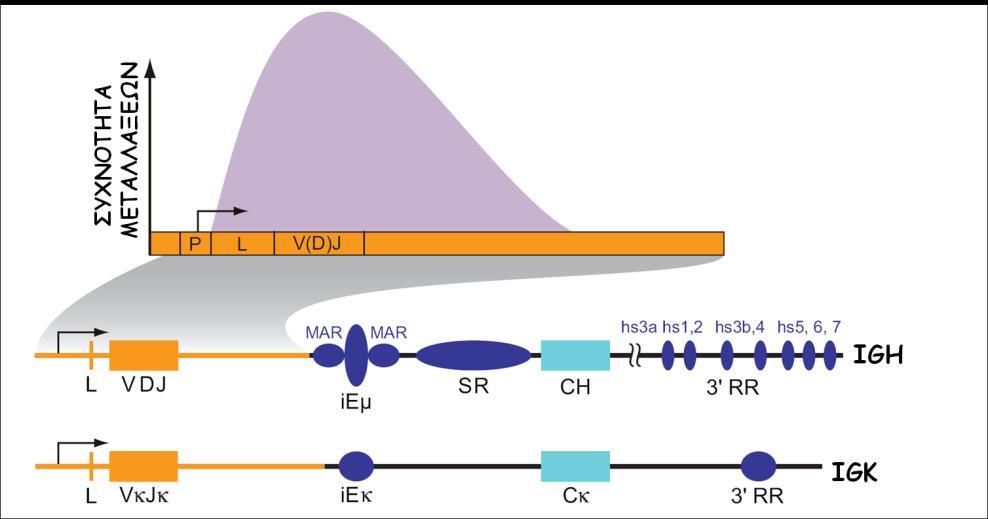 σωματική υπερμεταλλαξιγένεση (ΣΥΜ) (somatic hypermutation, SHM) και εναλλαγή ισοτύπου (ΜΙ) (class-switch recombination, CSR).