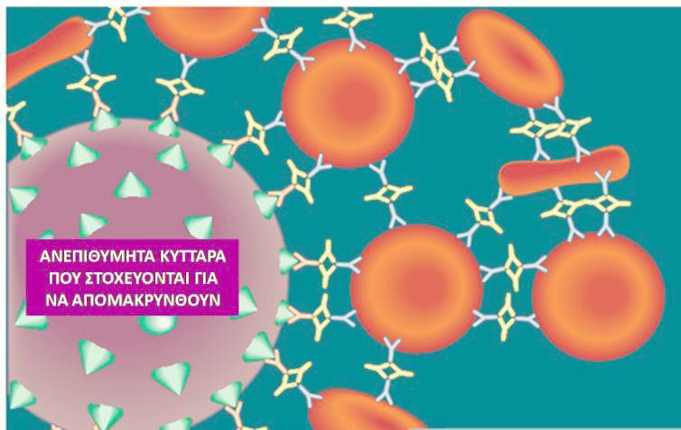 φικόλλης (Εικόνα 15). Η συγκέντρωση των CD19 + κυττάρων στο τελικό εναιώρημα προσδιορίζεται με κυτταρομετρητή ροής. Εικόνα 14.
