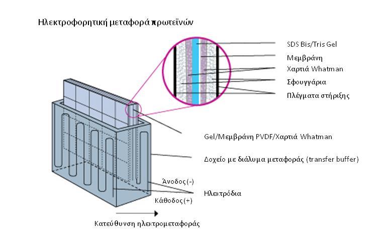 Πίνακας 11.