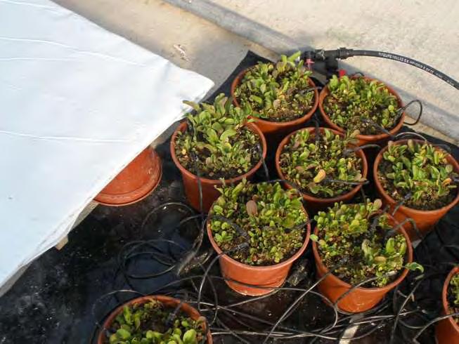 Εικόνα 56 Άποψη της καλλιέργειας με τη λευκή επιφάνεια αναφοράς για την ανάκλαση Στο πλαίσιο της έρευνας που παρουσιάζεται, μελετήθηκαν κοινοί φυτικοί δείκτες που βασίζονταν σε μήκη κύματος στην