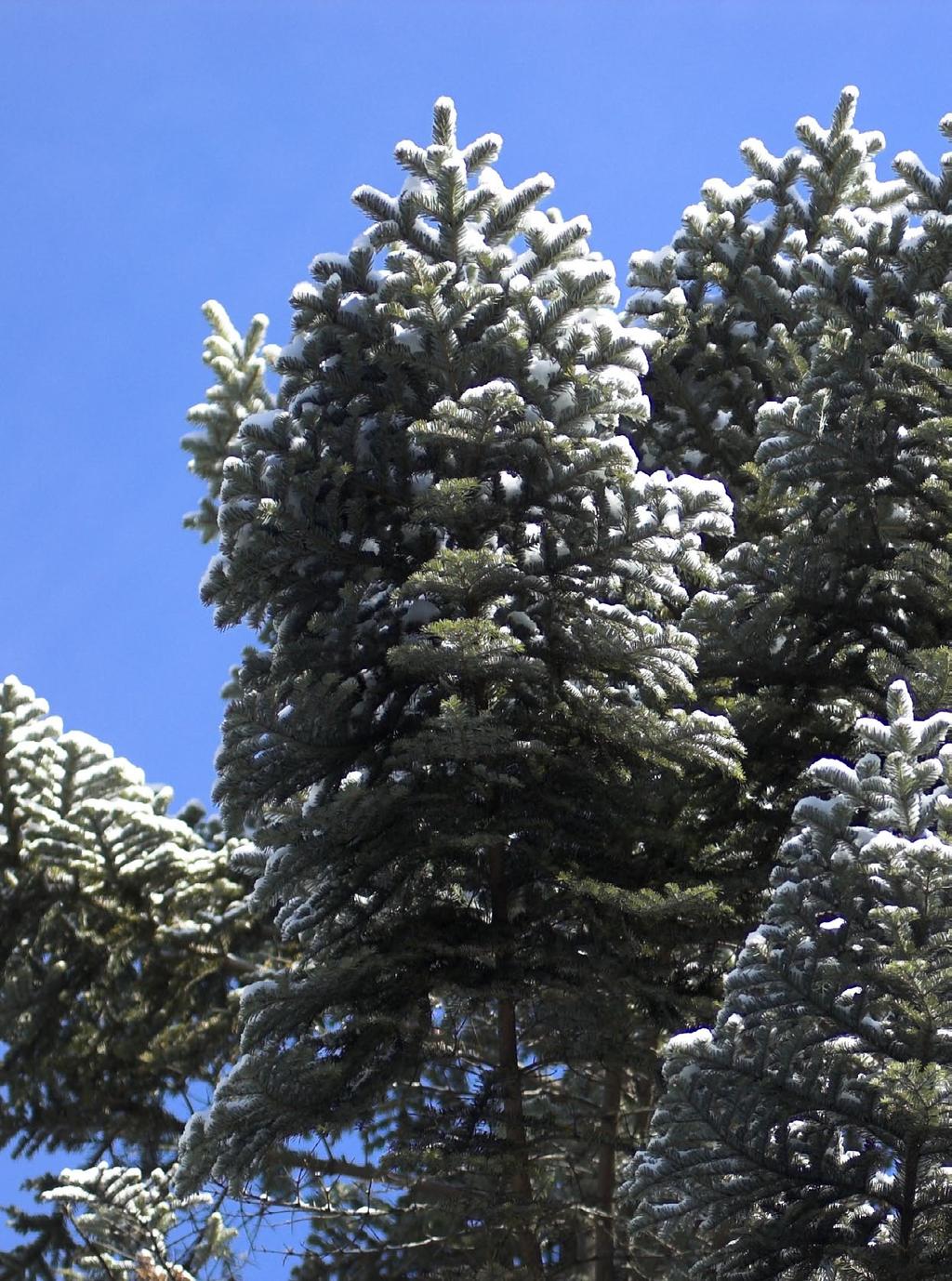 Biológia Jedľa biela (Abies alba) Jedľa biela patrí taktiež do čeľade borovicovité (Pinaceae). Jej ihlice sa vymieňajú postupne. Dorastá do výšky 60 metrov.