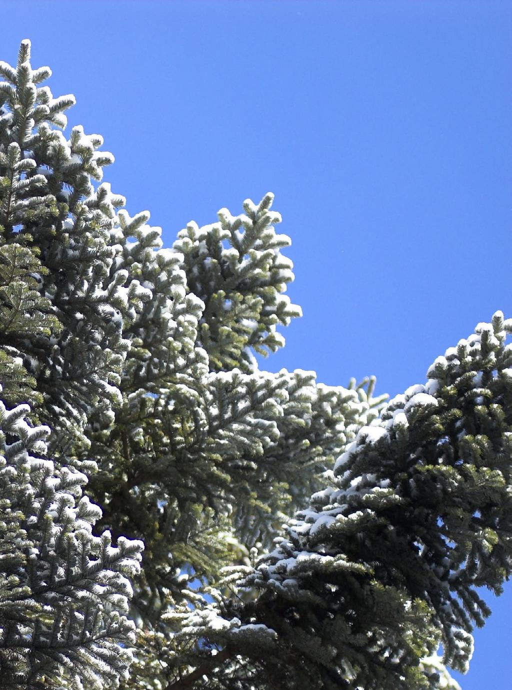 Biológia Tis obyčajný (Taxus baccata) Druhový latinský názov tisu obyčajného je odvodený z latinských slov bacca, baccatus, ktoré v preklade znamenajú bobuľa, resp. bobuľnatý.