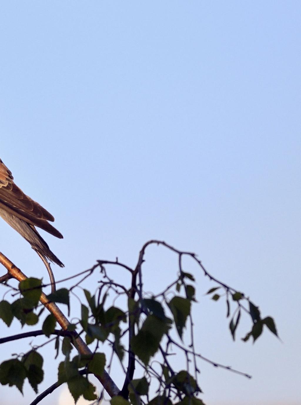 Biológia Sokol myšiar (Falco tinnunculus) Operence okolo nás Tento operenec je známy aj pod názvom pustovka. V zoologickom systéme je zaradený do radu dravce, resp. sokolotvaré (Falconiformes, resp.