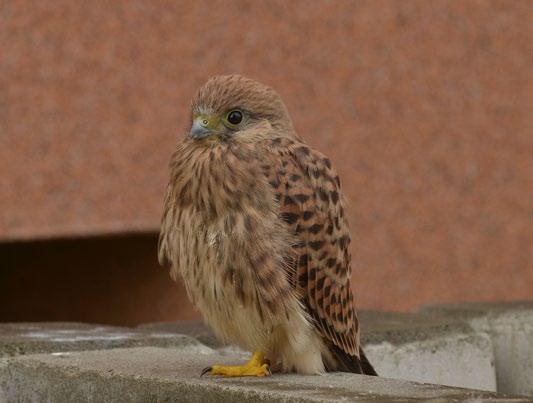 Lieta jednotlivo, prípadne v pároch. Ozýva sa celým radom krátkych ostrých tónov kii-kii-kii-kii-.... Mláďatá a samice často opakovane vydávajú zvuky kiirrrl.... Vyskytuje sa v Európe, Ázii a Afrike.